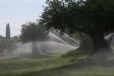 Refrescando los Olivos.