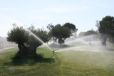 Refrescando los Olivos