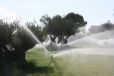 Refrescando los Olivos